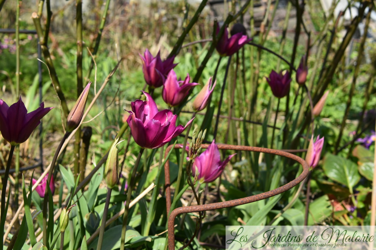 Tulipes Narcisses Cie Les Jardins De Malorie