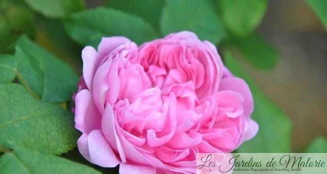 ❤  Focus sur le rosier ‘Jacques Cartier’, une belle rose ancienne