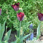 🌷 Les tulipes horticoles