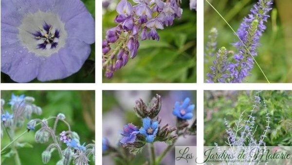 Fleurs bleues de juillet