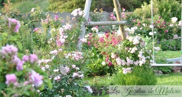 Chroniques de mon jardin : Roses de juillet