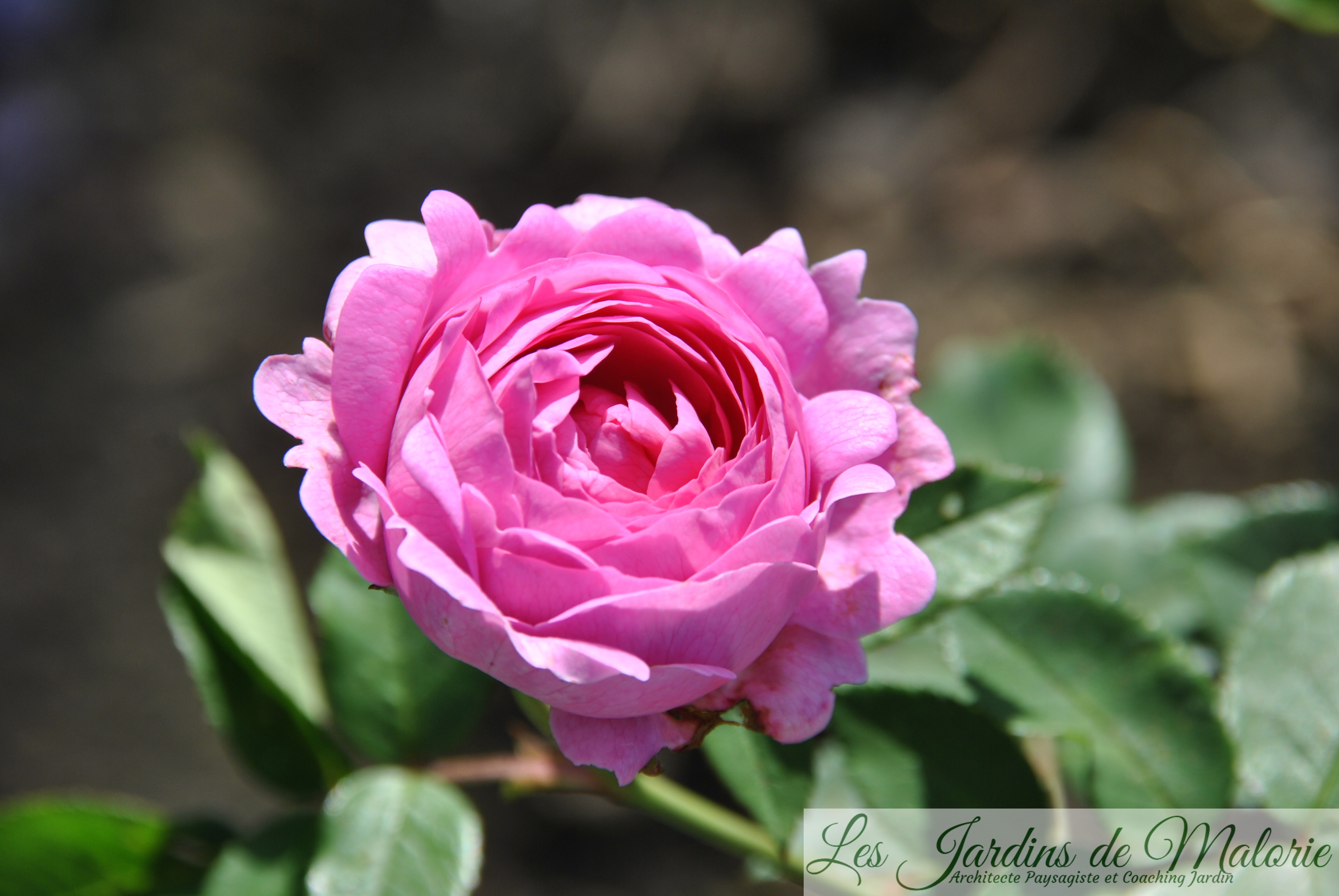 rosa 'Reine Victoria' Les Jardins de Malorie