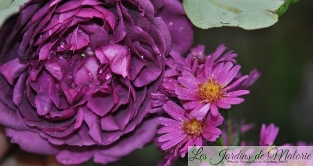 Joli Duo: rosa ‘Reine des Violettes’ et aster ‘Lisette’