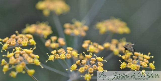 Chroniques de mon jardin : Floraisons jaunes d’octobre
