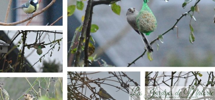 🐦 Recensement des oiseaux de jardin pour Natagora