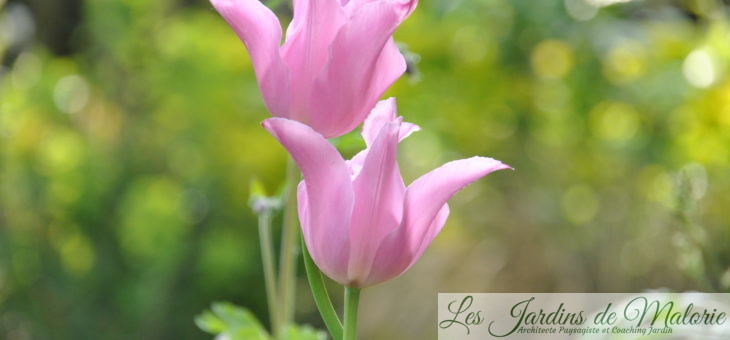 Tulipa fleur de lis ‘China Pink’
