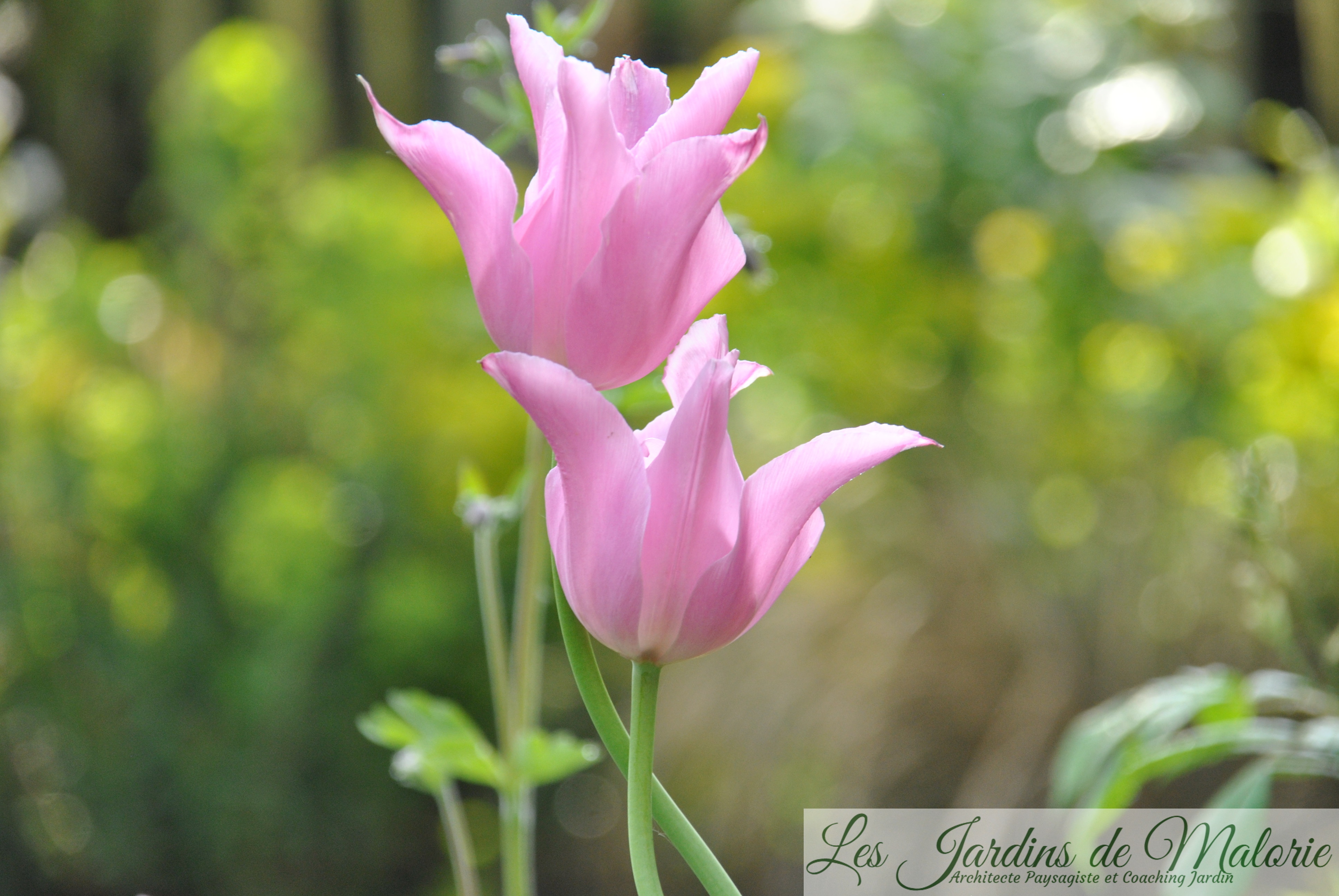 tulipes tulipe fleur de lys 'China Pink'. - Les Jardins de Malorie