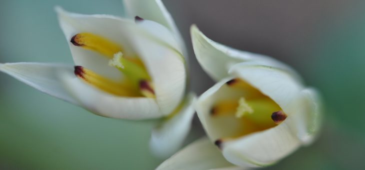 Tulipa botanica ‘Turkestanica’