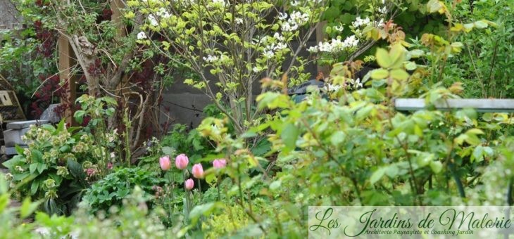Chroniques de mon jardin : Joli mois de Mai…