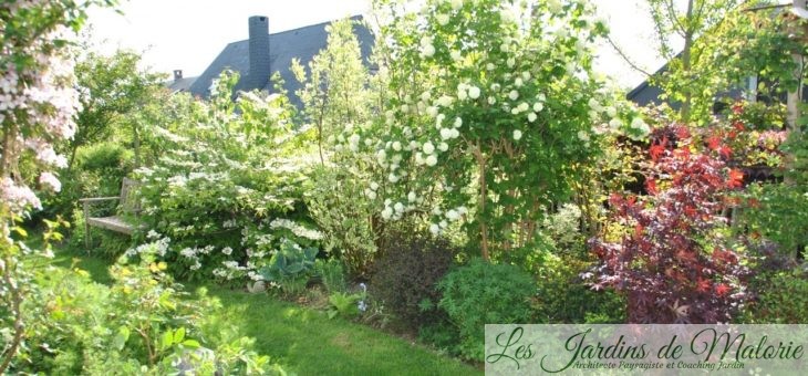 Chroniques de mon jardin : Viornes & cie