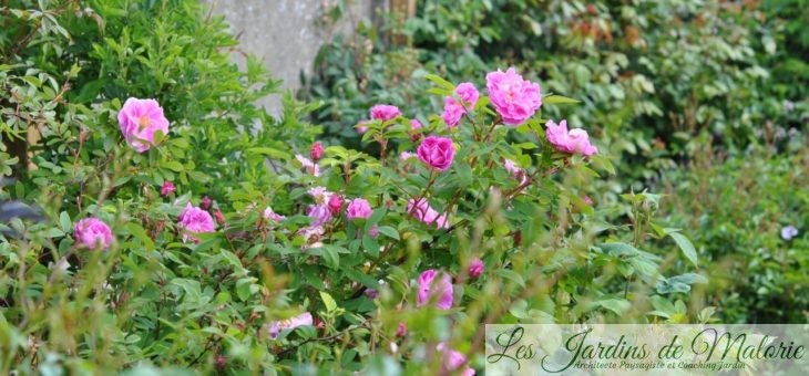 Chroniques de mon jardin: Roses de Mai