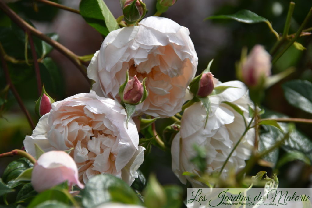 rosier 'The Generous Gardener'