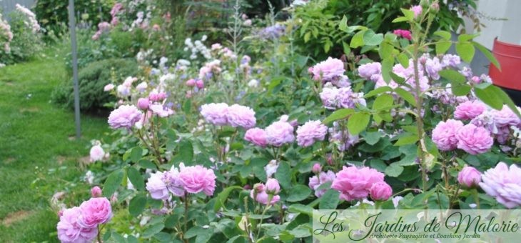 ❤ ❤ ❤ Focus sur le rosier ‘Salet’: le charme romantique des roses anciennes