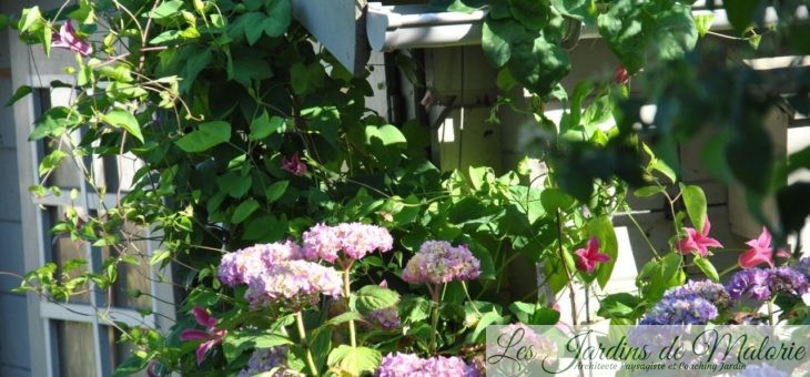 Chroniques de mon jardin: Floraisons de début juillet