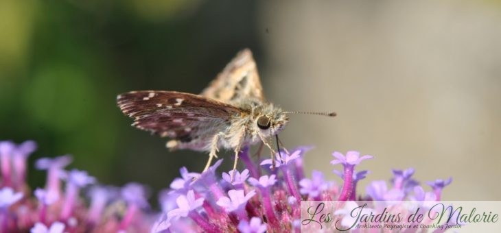🦋 Recensement des papillons de jardins avec Natagora