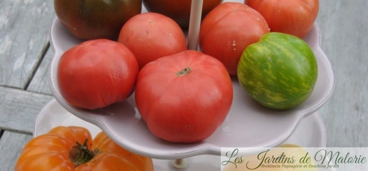 🍅 Au potager: les tomates