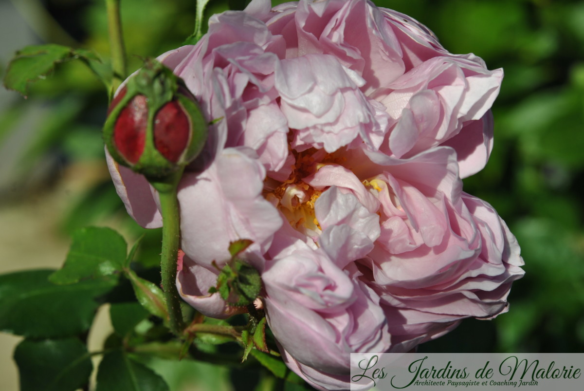 rosa 'Charles Rennie Mackintosh'
