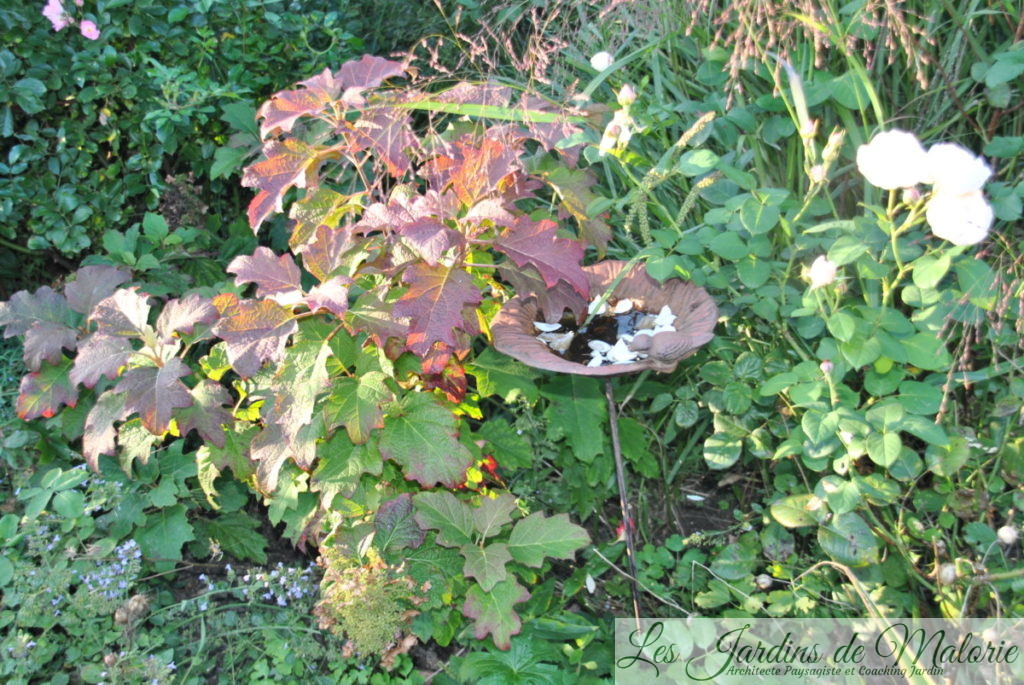 hydrangea quercifolia et rosier 'William et Catherine'