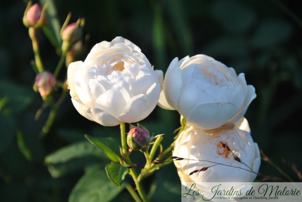 rosier 'William et Catherine'