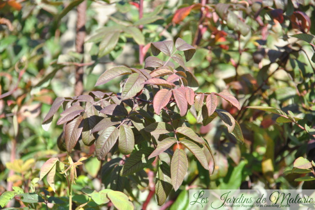 feuillage d'automne du rosier 'Thérèse Bugnet'