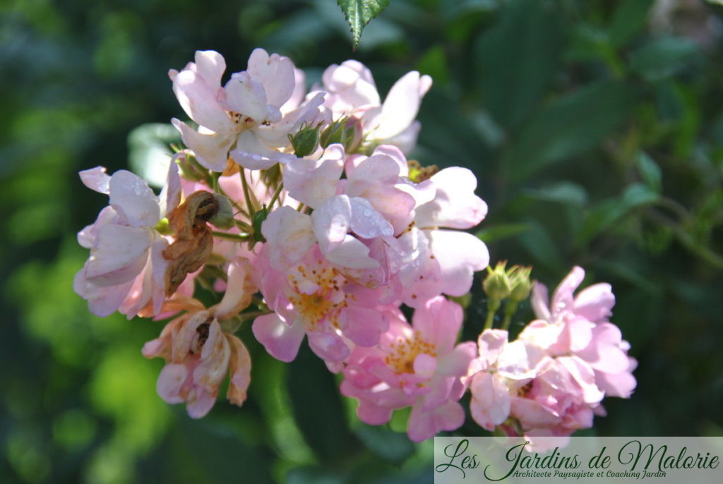 rosa 'Belle des Fagnes' fin septembre