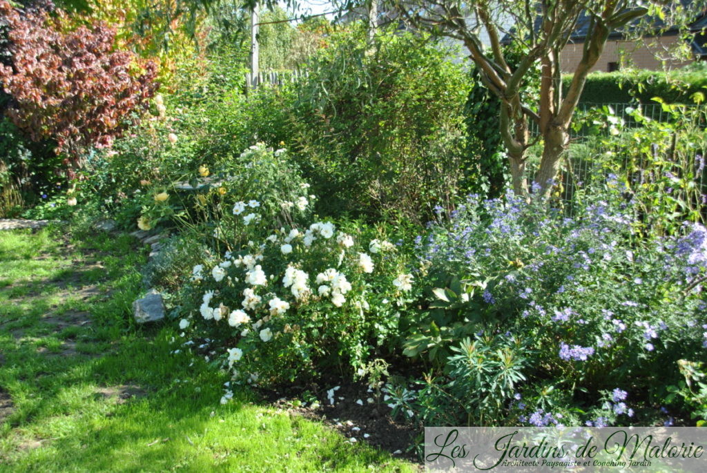 le massif jaune, rosier 'Opalia', caryopteris, aster 'Little Carlow'