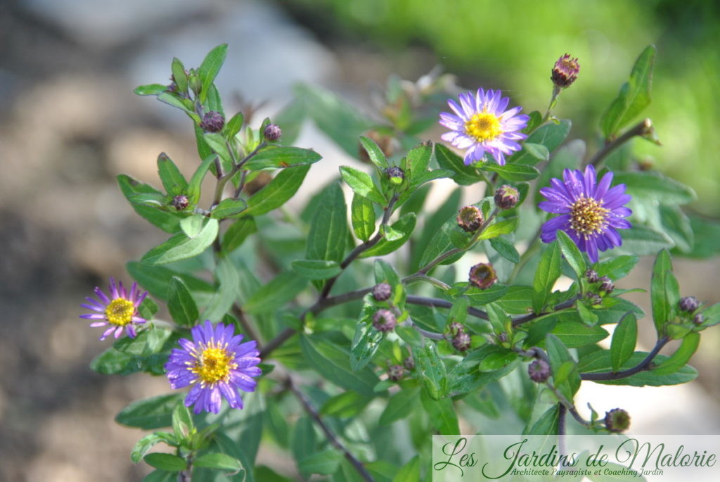 Aster ageratoides ‘ezo murasaki’