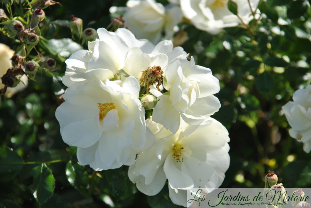 rosa 'Opalia'