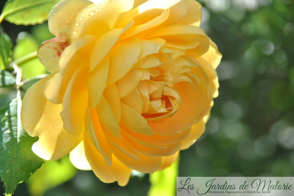 rosa 'Golden Célébration'