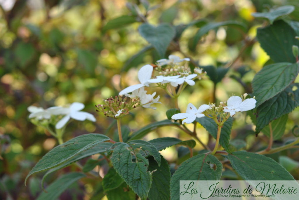 Viburnum plicatum 'Watanabe'