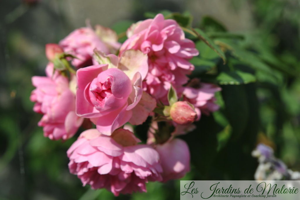 rosa 'Belle de Sardaigne'