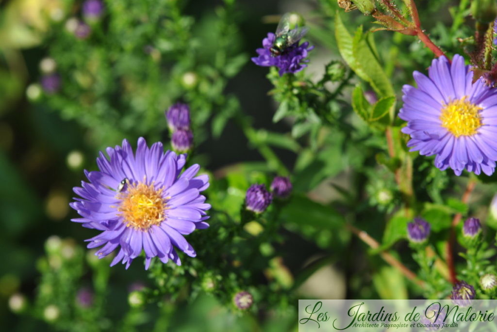 aster 'Blue Wonder'