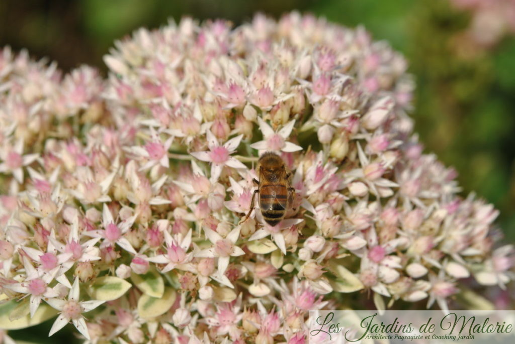 sedum panaché ‘Frosty Morn’