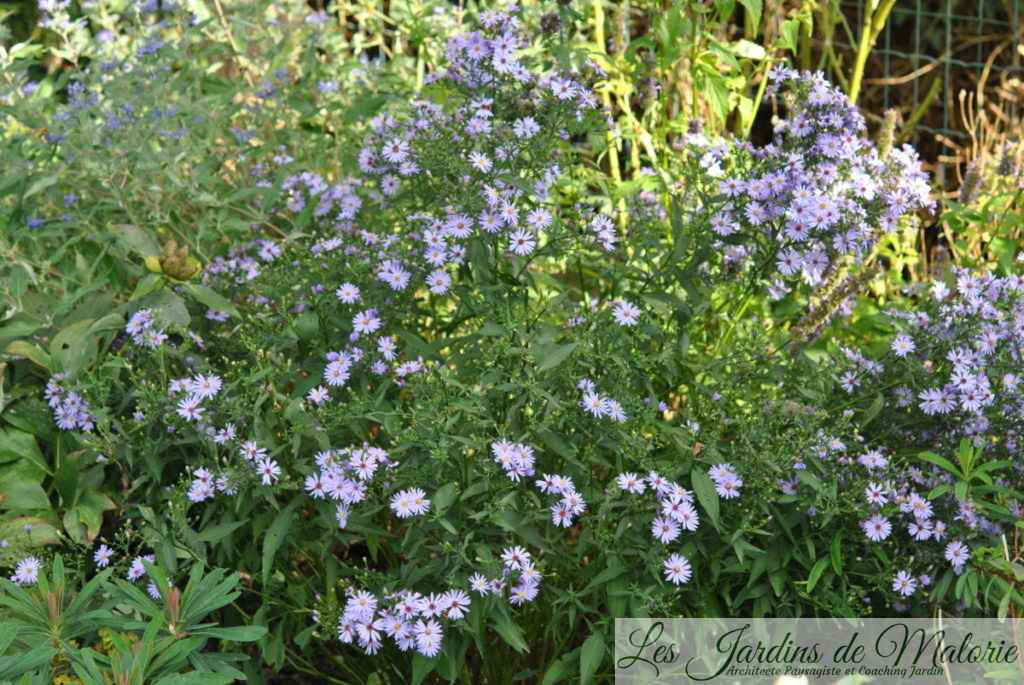 aster 'Little Carlow'