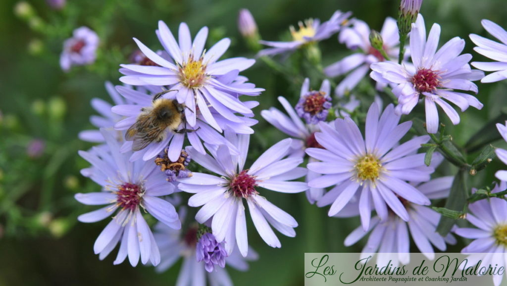 aster 'Little Carlow'