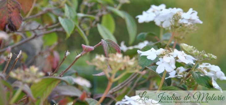 Chroniques de mon jardin: Fleurs blanches de Novembre