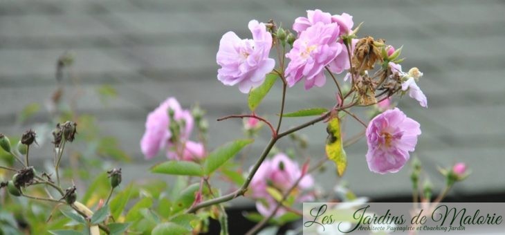 🌸 Chroniques de mon jardin: Fleurs roses à pourpre de Novembre