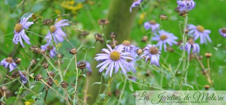 Chroniques de mon jardin: Fleurs bleu-violet de Novembre