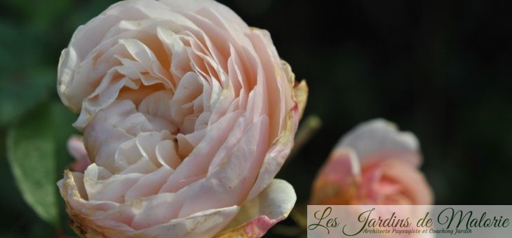 ❤ ❤ ❤ Focus sur le rosier ‘Sweet Juliet’