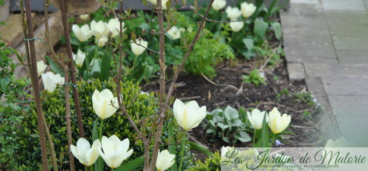 🌷 6 belles variétés de tulipes blanches