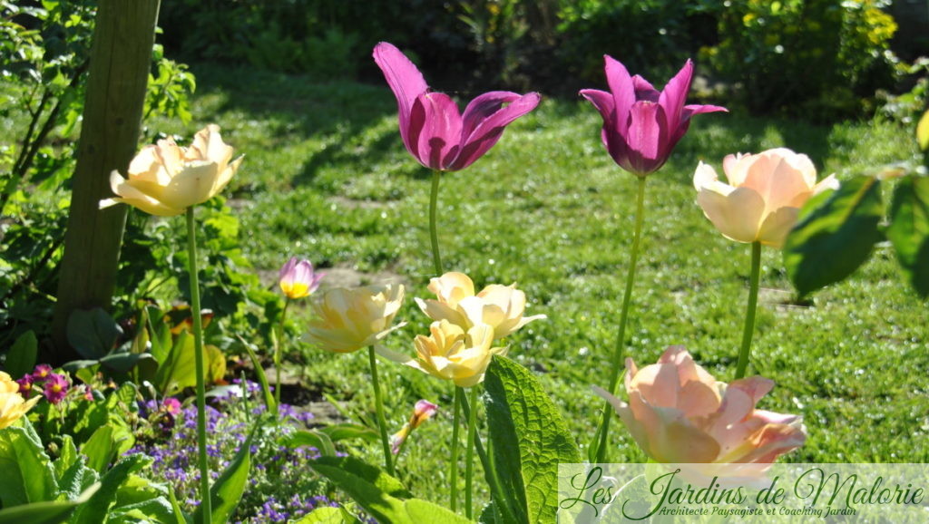 tulipes fleur de lis 'Burgundy' 