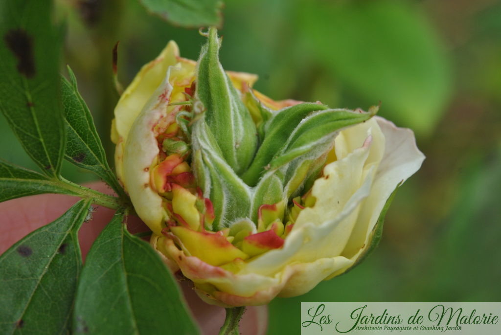 rose malformée: le phénomène de phyllodie, ou encore de chloranthie, tératologie végétale: des feuilles se développent au coeur d'une rose