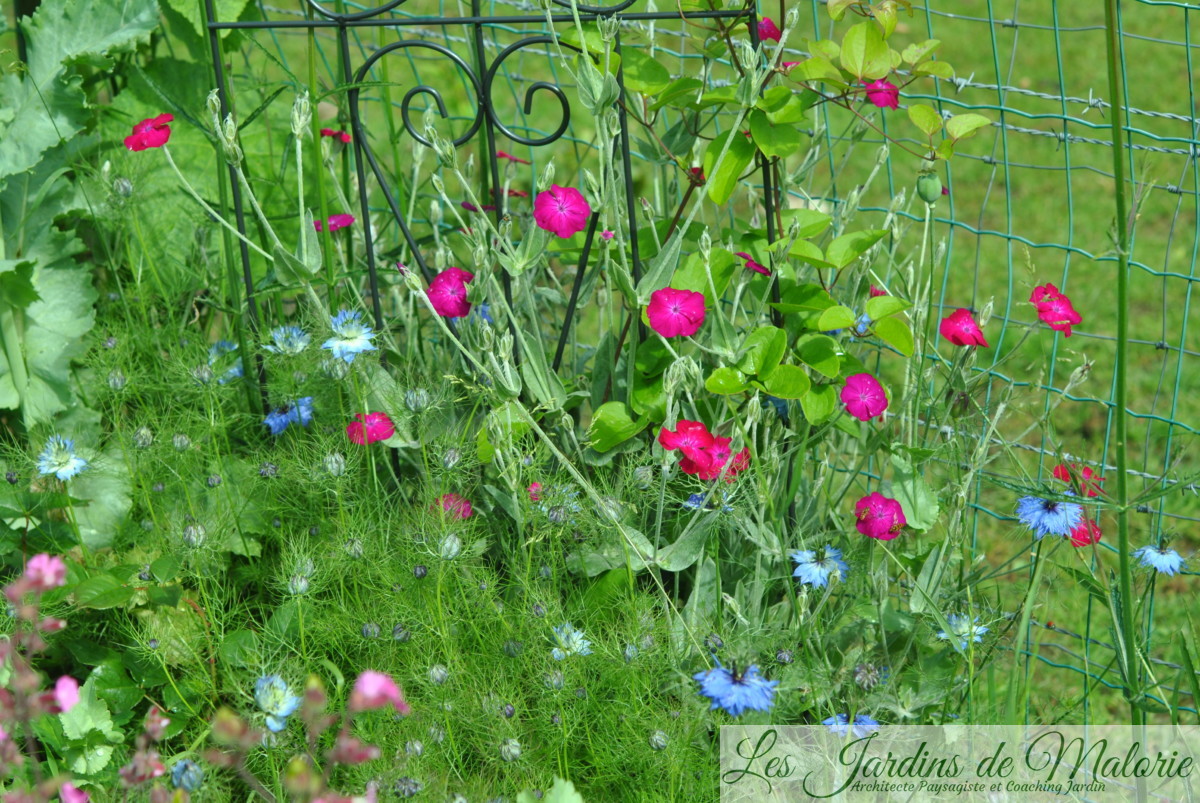 coquelourdes et nigelles - Les Jardins de Malorie