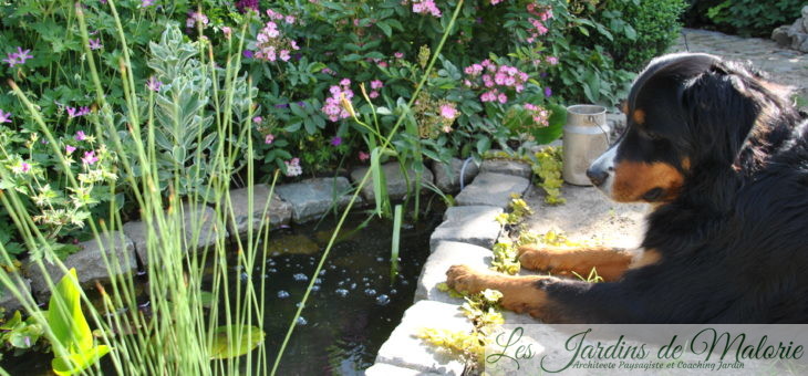 🐸  Chroniques de mon  jardin: Le petit bassin