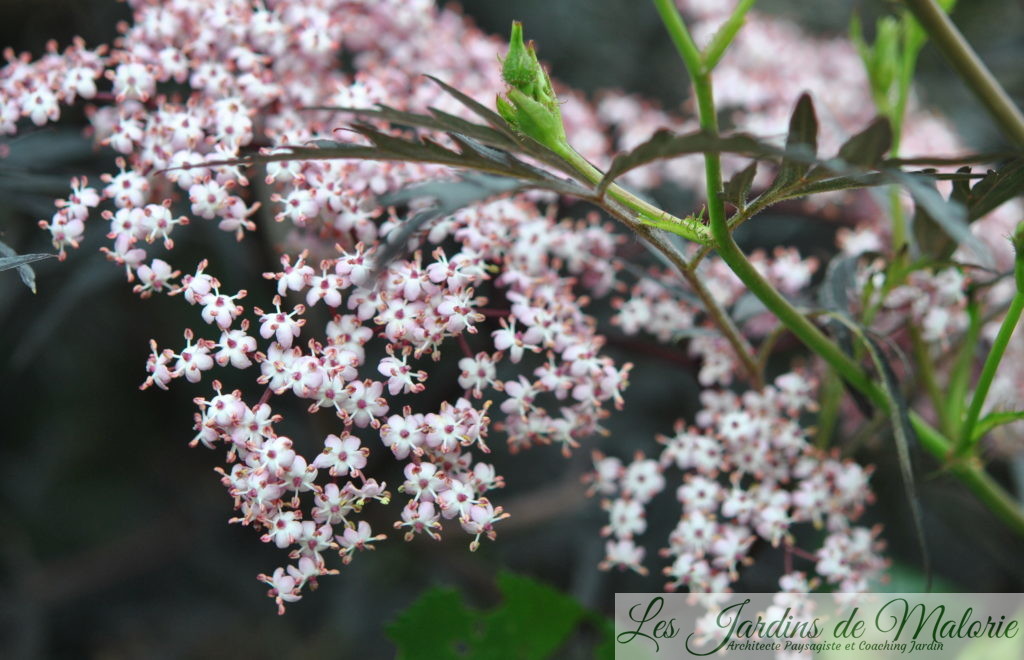 sambucus nigra 'Black Lace' (floraison)