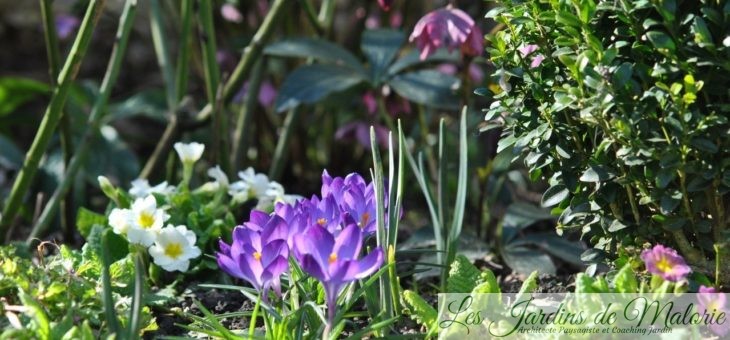 Chroniques de mon jardin: Bientôt le printemps!