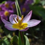 🌷 Les tulipes botaniques: c'est le moment de les planter!