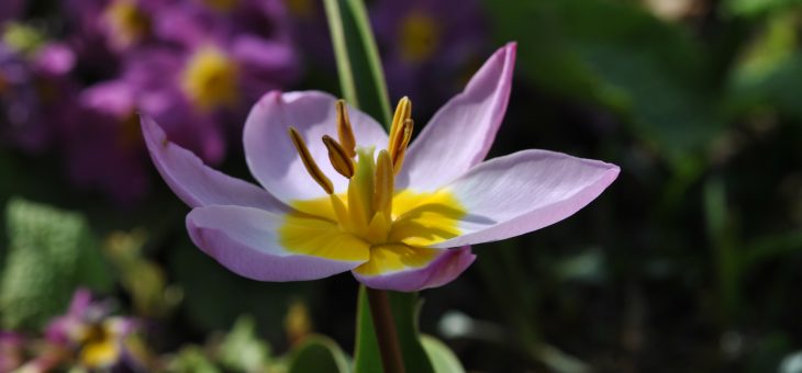 🌷 Les tulipes botaniques: c’est le moment de les planter!