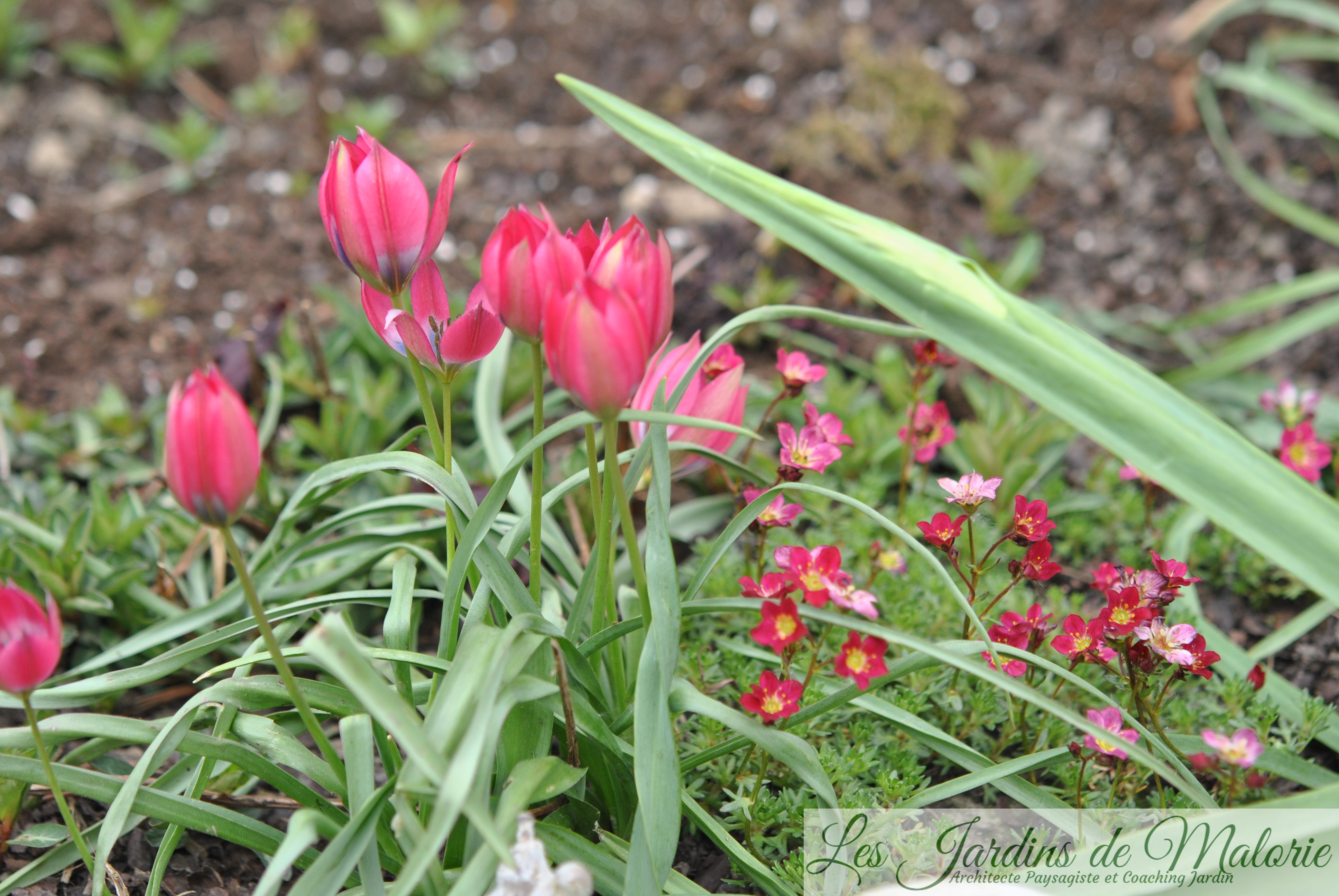 tulipes 'Little Beauty' et saxifrages
