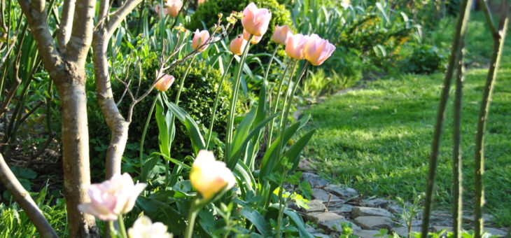 Chroniques de mon jardin: beautés d’Avril